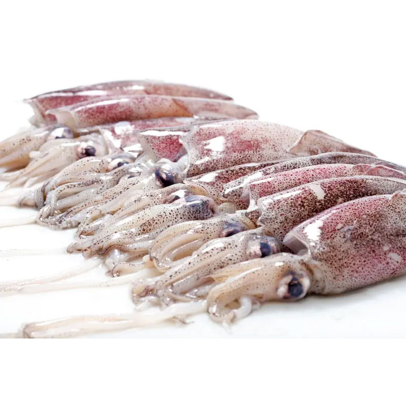 Calamari interi sporchi Senegal
